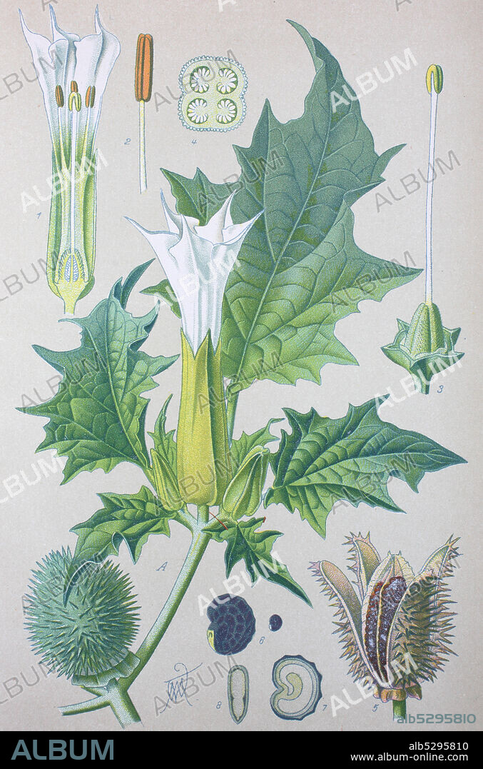 Datura stramonium, jimsonweed or devil's snare, plant in the nightshade family  /  Gemeiner Stechapfe, Weißer Stechapfel, Datura stramonium, Gattung der Stechäpfel, Digital improved reproduction of an original print from the 19th century / digitale Reproduktion von einer Originalvorlage aus dem 19. Jahrhundert.