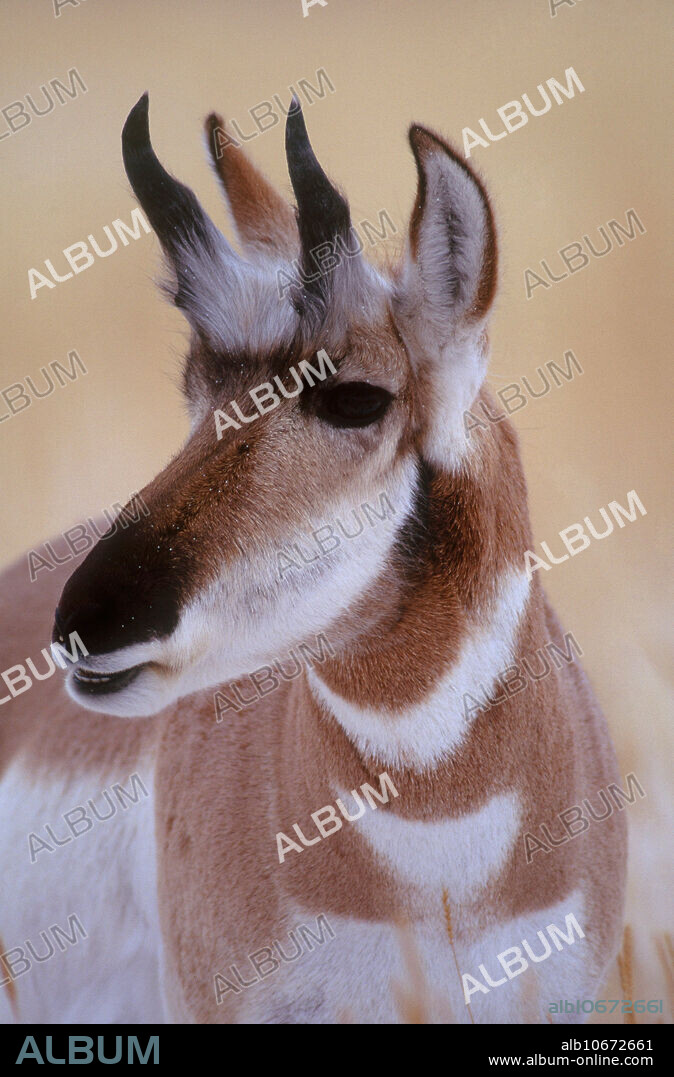 Young male wild pronghorn antelope (Antilocapra americana) in Yellowstone National Park, Montana.