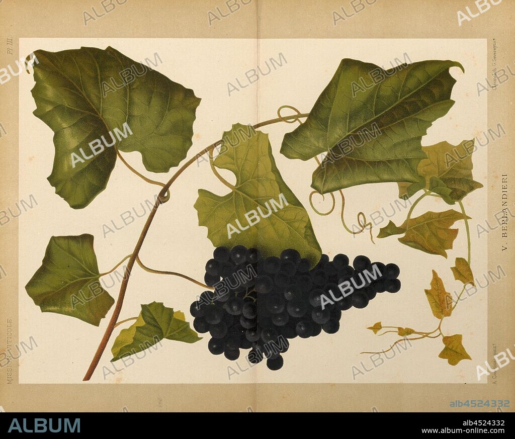 V. Berlandieri, Vine grape Vitis berlandieri, Signed: A. Courtines pinx, Chromolith, G. Severeyns, Pl. III, after p. 24, Courtines, A. (pinx.); Severeyns, G. (chromolith.), 1889, Pierre Viala, B. Chauzit: Une mission viticole en Amérique. Montpellier: Camille Coulet, Libraire-Editeur; Paris: Georges Masson, 1889.