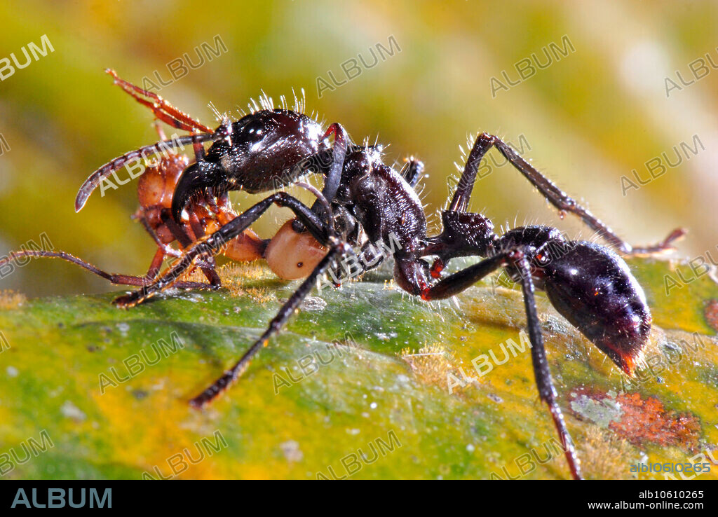 Fight between an army ant soldier (Eciton burchellii, red) and a bullet ant (Paraponera clavata, black).