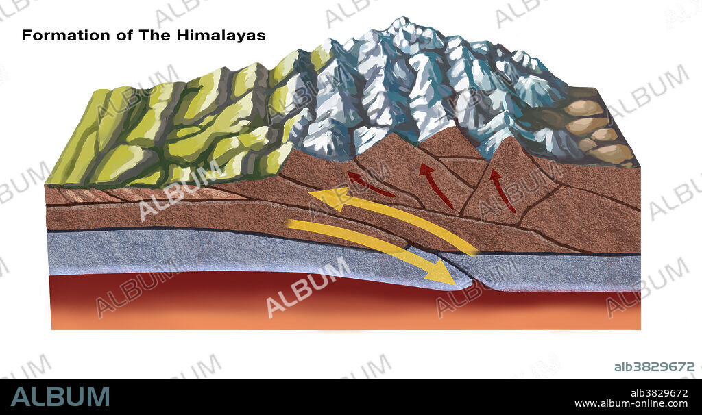 The Himalayas started forming about 70 million years ago as a result of tectonic plate activity: the north-moving Indo-Australian Plate collided with the Eurasian Plate. In this diagram, the leading edge of the Indian plate subducts beneath the Eurasian.