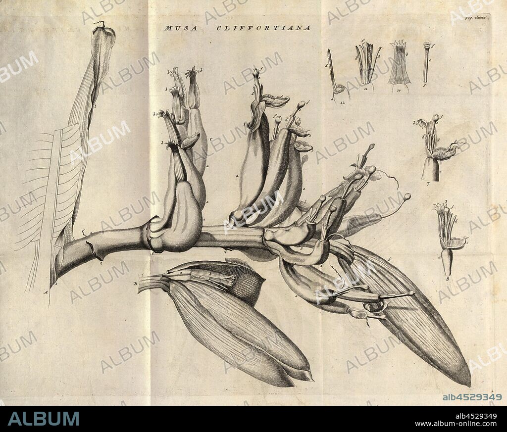 Musa cliffortiana, Illustration of the various parts of a banana plant from the 18th century, Fig. 2, according to p. 46, 1736, Carl Linné: Caroli Linnaei Musa cliffortiana florens Hartecampi 1736 prope Harlemum. Lugduni Batavorum: [s.n.], 1736.
