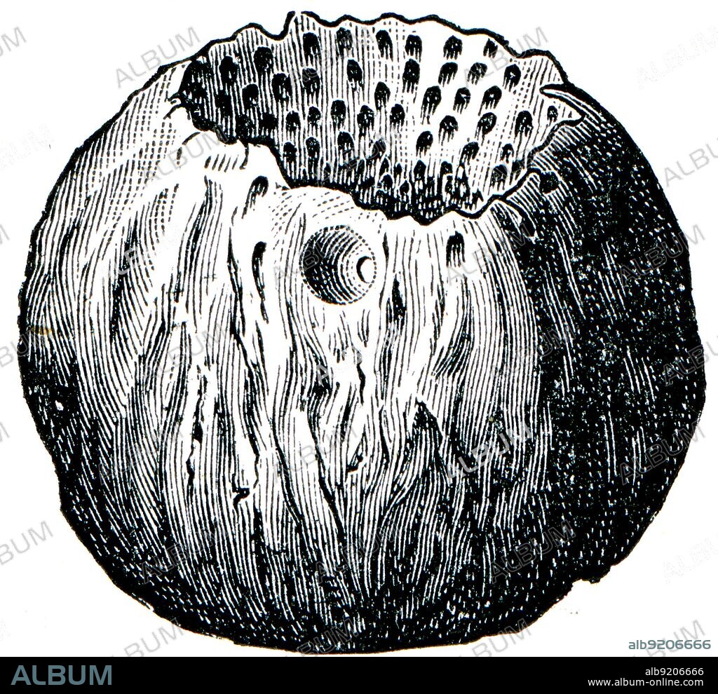 Cambrian and Silurian systems fossil organisms - Sponge Astylospongia praemorsa - encyclopedia Education, Russia, 1896.