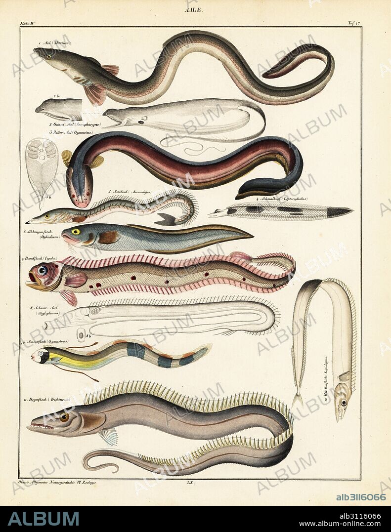 Common eel, Muraena anguilla, gulper, Saccopharynx flagellum, electric eel, Gymnotus electricus, smallhead, Leptocephalus morrisii, sand eel, Ammodytes tobianus, cusk eel, Ophidium barbatum, red bandfish, Cepola rubescens, tube-eye, Stylephorns chordatus, king of herrings or ribbonfish, Regalecus glesne, cutlassfish, Lepidopus species, and largehead hairtail, Trichiurus lepturus. Lithograph from Lorenz Oken's Universal Natural History, Allgemeine Naturgeschichte fur alle Stande, Stuttgart, 1841.
