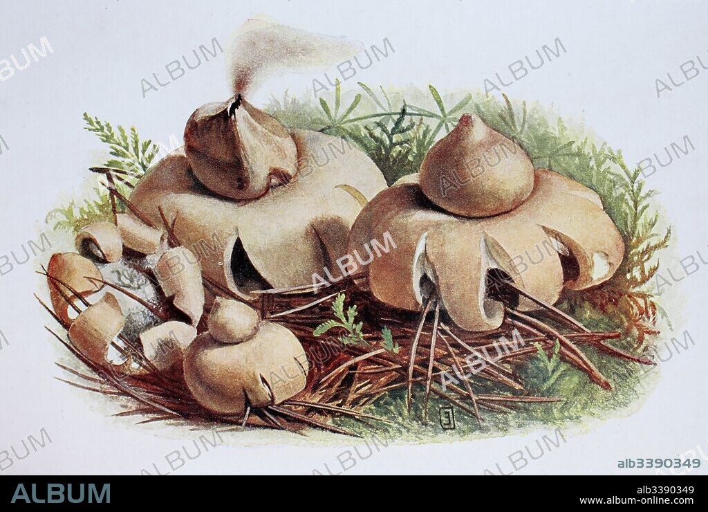 Geastrum fimbriatum, commonly known as the fringed earthstar or the sessile earthstar, Geaster fimbriatus, digital reproduction of an ilustration of Emil Doerstling (1859-1940).