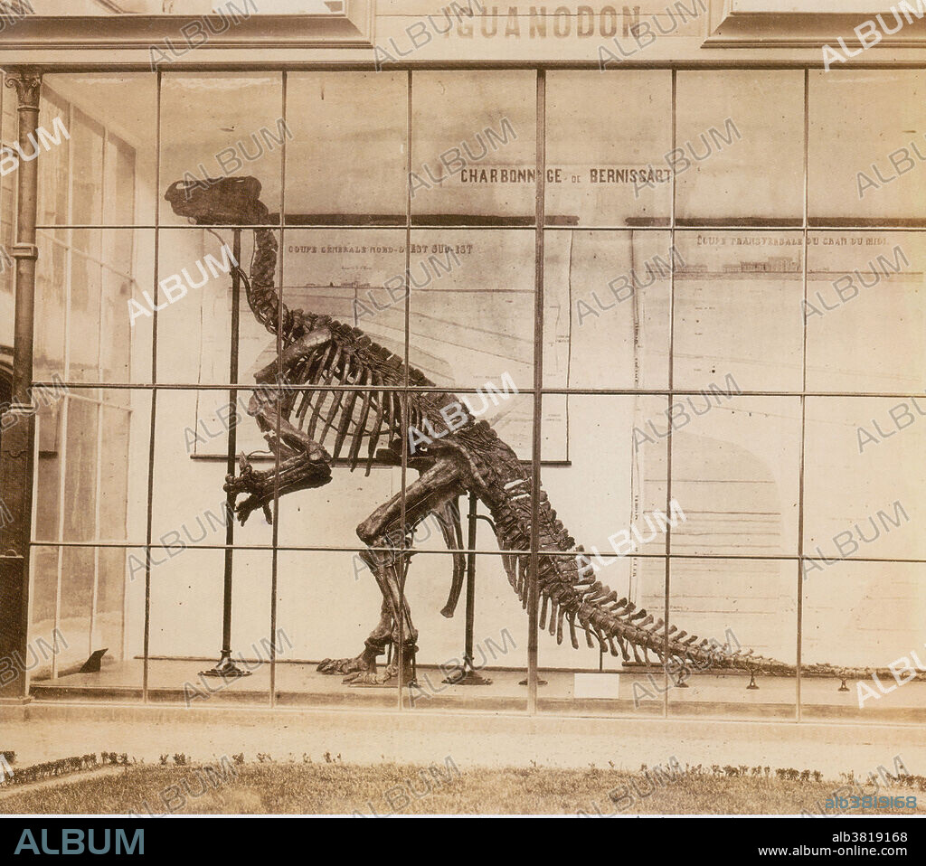 Iguanodon was a massive herbivorous long-tailed bipedal dinosaur common in Europe and N Africa in Jurassic and Cretaceous times: suborder Ornithopoda (ornithopods). They were bulky and could shift from bipedality to quadrupedality. Named in 1825 by English geologist Gideon Mantell, Iguanodon was the second type of dinosaur formally named, after Megalosaurus. The numerous specimens of this genus, including nearly complete skeletons from two well-known bonebeds, have allowed researchers to make informed hypotheses regarding many aspects of the living animal, including feeding, movement, and social behaviour. Photograph originally captioned: Iguanodon skeleton found in a coal mine at Bernissart, Belgium in 1878.