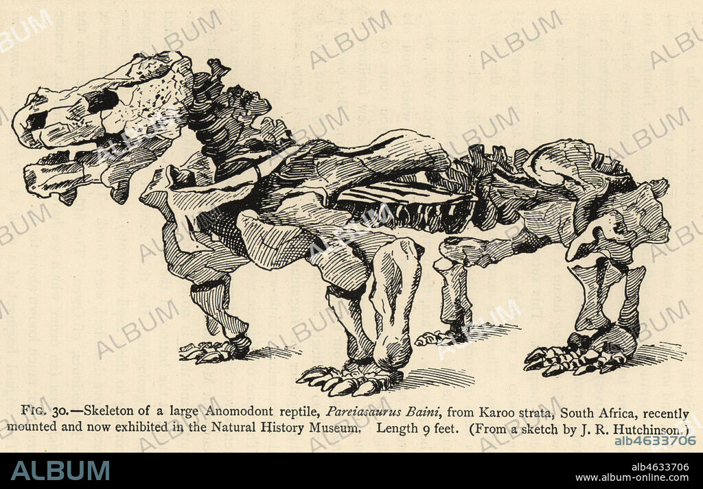 Skeleton of a large Anomodont reptile. Pareiasaurus baini, from Karoo strata, South Africa, recently mounted and now exhibited at the Natural History Museum, London. Engraving after an illustration by J.R. Hutchinson from Henry Neville Hutchinsons Creatures of Other Days, Popular Studies in Palaeontology, Chapman and Hall, London, 1896.