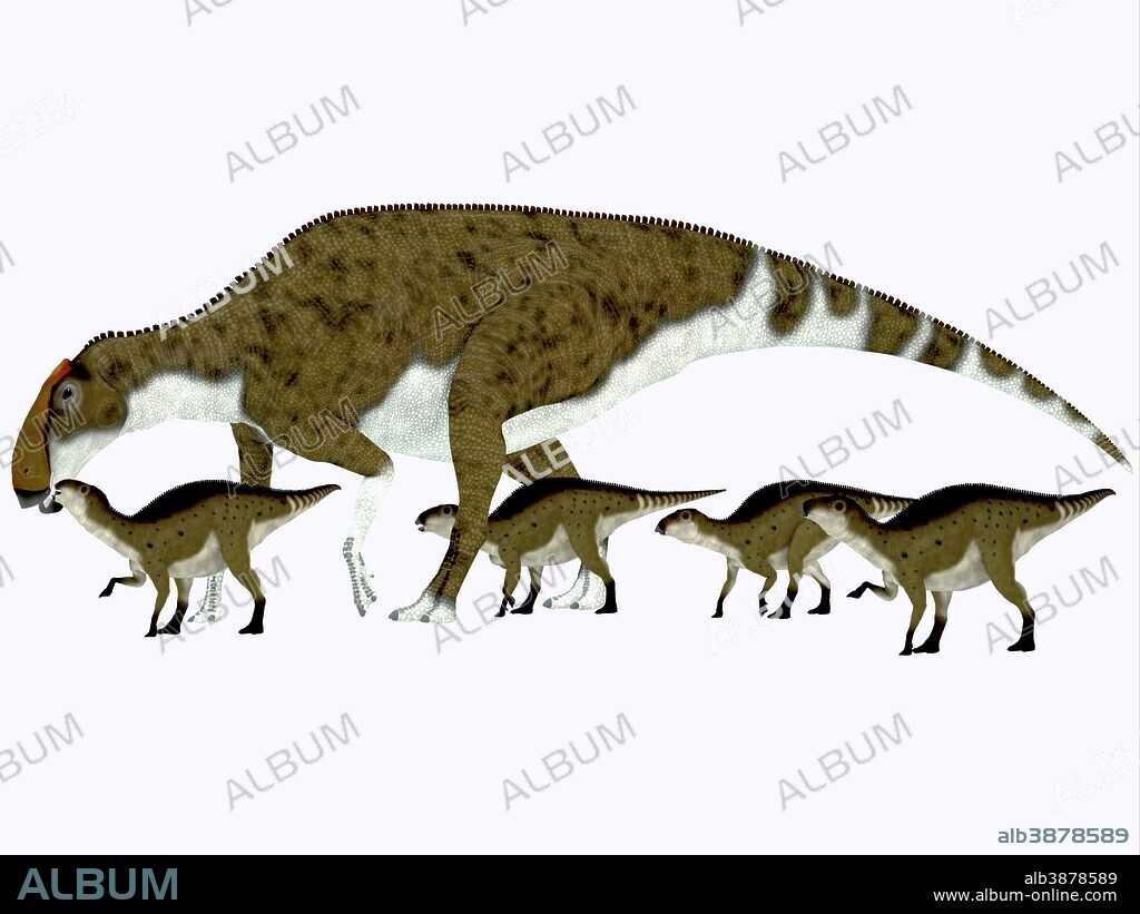 Brachylophosaurus with offspring. Brachylophosaurus was a herbivorous hadrosaur dinosaur that lived during the Cretaceous Period of Alberta, Canada and Montana, North America.