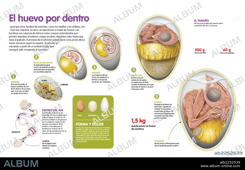 El huevo por dentro. Infografía sobre el proceso de formación del ave dentro del huevo, los diferentes tipos de huevo y sus partes.