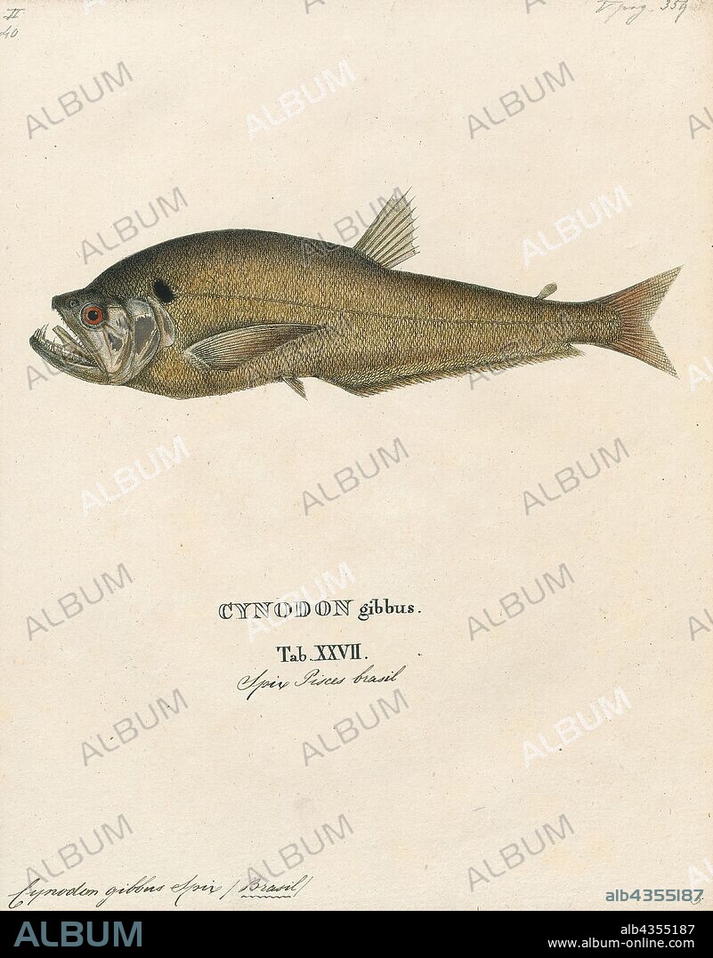 Cynodon gibbus, Print, Cynodon is a genus of plants in the grass family.It is native to warm temperate to tropical regions of the Old World, as well as being cultivated and naturalized in the New World and on many oceanic islands., 1700-1880.