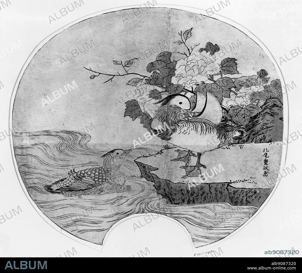 'A pair of mandarin ducks' emblems of conjugal felicity. The flowering peony a symbol of opulence, highlights the contrast between the gorgeous drake and the drab female to which he remains faithful. Fan design by Kitao Shigemasa 1738-1819.