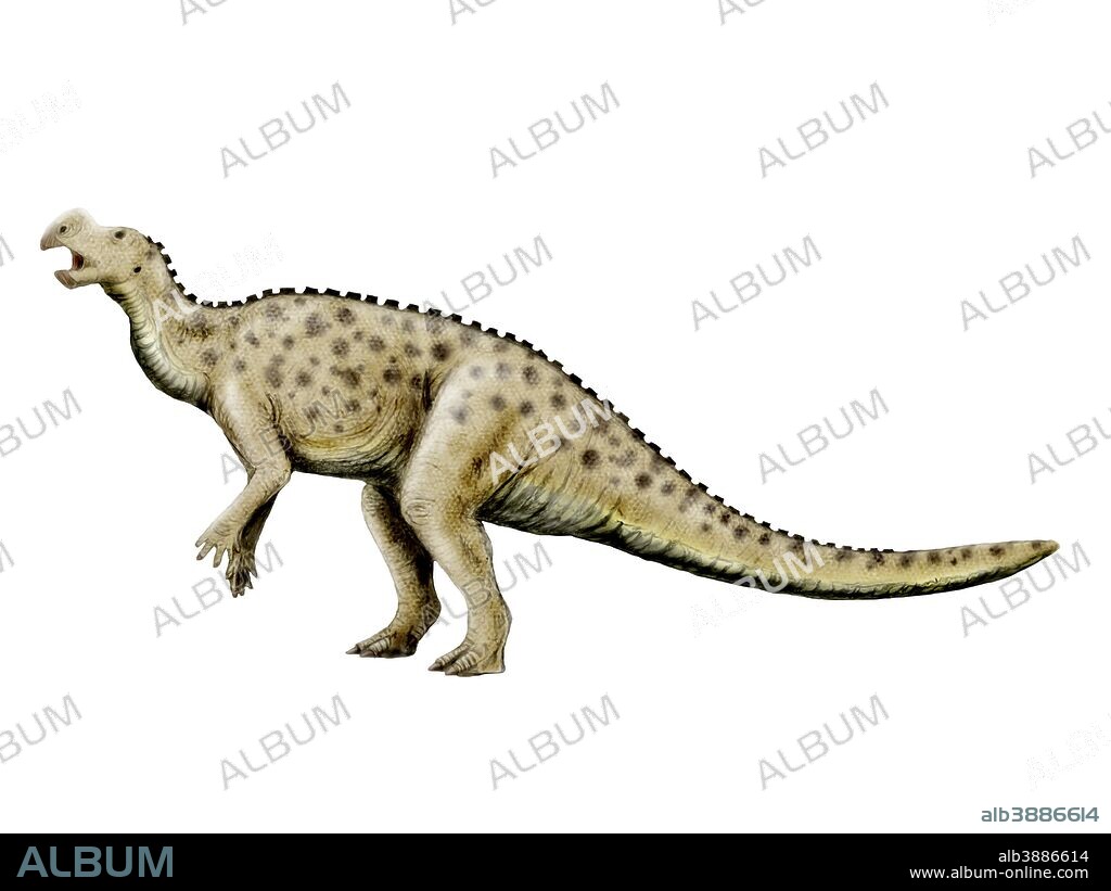 Muttaburrasaurus dinosaur, white background.