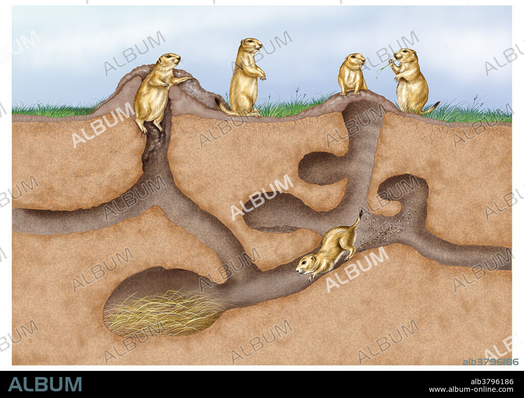 Sectioned view of the tunnel system of the black-tailed prairie dog (Cynomys ludovicianus), showing the various chambers of organization including areas for nesting, food storage, latrine, and turn-around. Elevated mounds prevent flooding, increase airflow through the burrow, and act as observation points. The tunnel system provides shelter from predators and is widened near the opening to allow turn around and listening for predators before venturing outside.