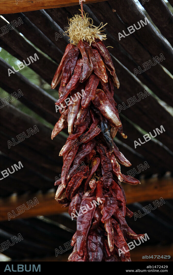 Red hot chilli peppers hanging, Albuquerque. New Mexico. United States.