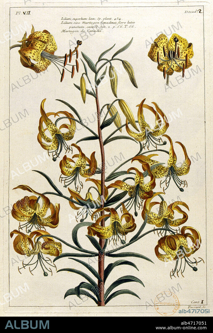 LYS Tigre, Martagon du Canada. Planche botanique in Recueil de Plantes enluminees, par BUC'HOLZ en 1772, 18eme siecle, XVIIIe s. Credit Collection JEAN VIGNE/KHARBINE TAPABOR.