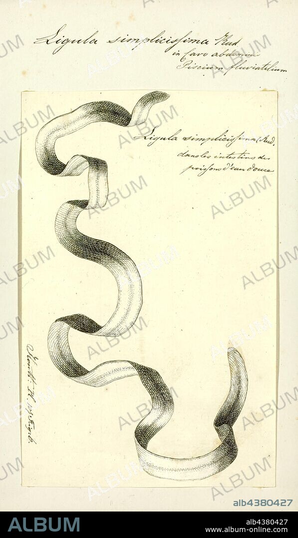 Ligula simplicissima, Print.