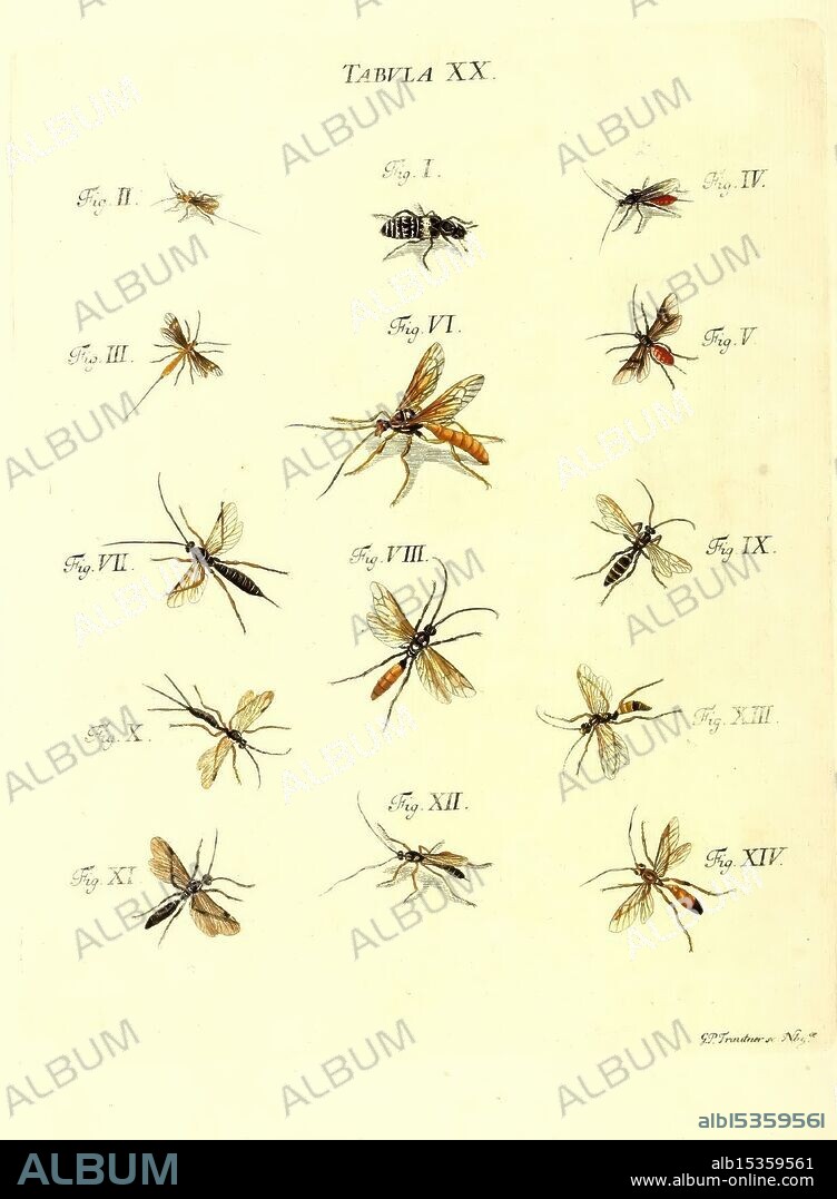 Iacobi Christiani Schaefferi s.s. theologiae et philosophiae doctoris, Icones insectorum circa Ratisbonam indigenorum, Ratisbonae, Typis Breitfeldianis, MDCCLXXIX [1766-1779], Germany, insects, pictorial works, Regensburg, This illustration features a detailed arrangement of various insects, primarily focusing on different species of mosquitoes. Each specimen is labeled with its corresponding figure number, showcasing the intricacies of their bodies, including wings and antennae. The arrangement highlights both the diversity in size and form, emphasizing distinctive features such as coloration and body structure. The layout suggests a scientific or educational purpose, aimed at cataloging and identifying these insects for study.