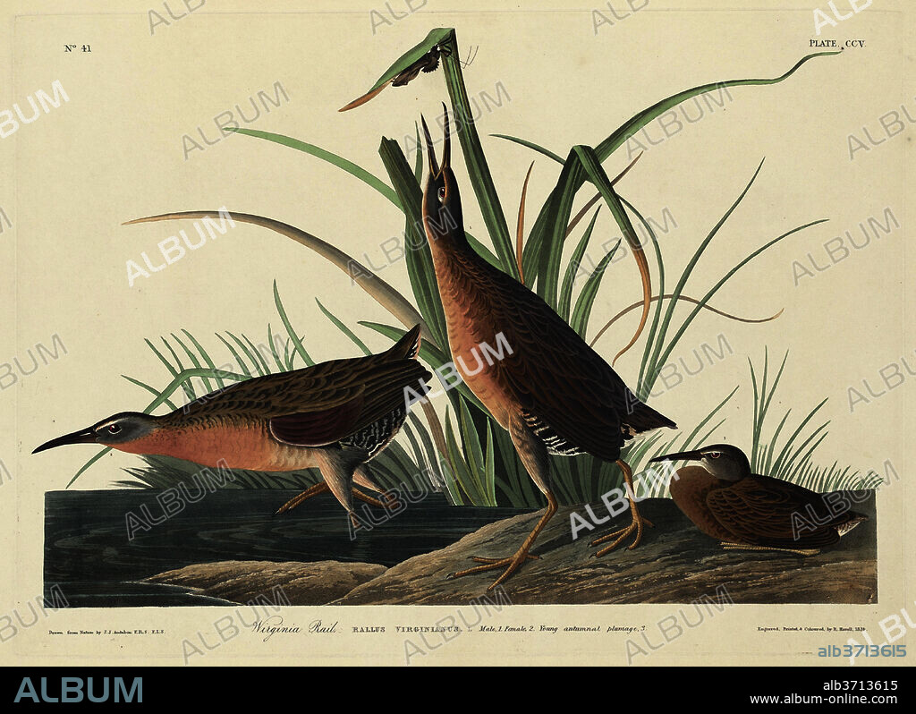 ROBERT HAVELL AFTER JOHN JAMES AUDUBON. Virginia Rail. Dated: 1834. Medium: hand-colored etching and aquatint on Whatman paper.