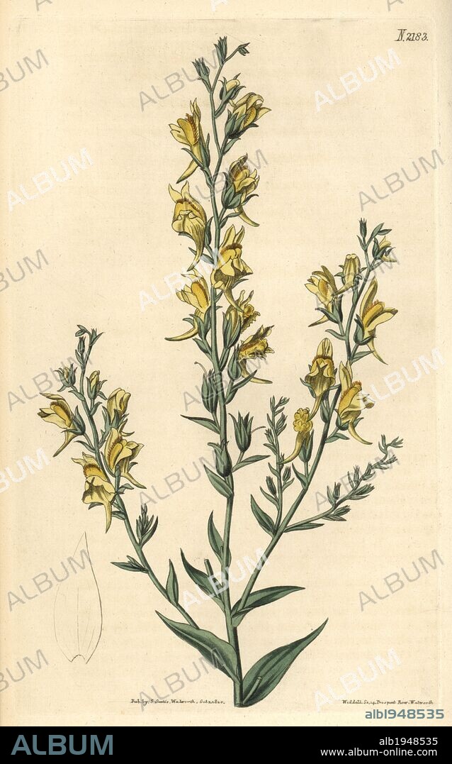Tall broom-like toad flax, Linaria genistifolia var. procera. Handcoloured copperplate engraving drawn by John Curtis and engraved by Weddell from "Curtis's Botanical Magazine"1820, Samuel Curtis, Walworth, London.