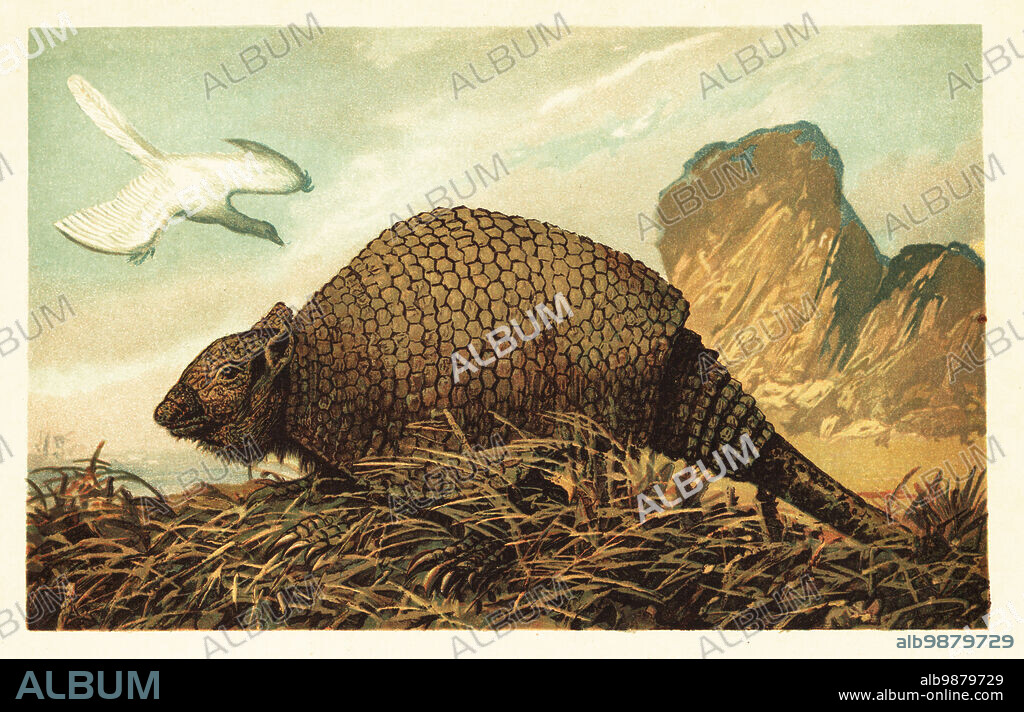 Archaeopteryx lithographica, extinct bird-like dinosaur of the Late Jurassic, and Panochthus, extinct glyptodont of the Pleistocene. Archaeopteryx lithographica H.V. Meyer und Panochthus tuberculatus Owen. Colour printed illustration by F. John from Wilhelm Bolsches Tiere der Urwelt (Animals of the Prehistoric World), Reichardt Cocoa company, Hamburg, 1908.