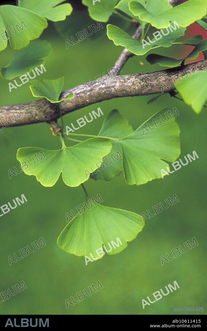 Gingko leaves. Leaves of the Chinese maidenhair tree (Gingko biloba). The two-lobed leaves are unique among trees in having no midrib and network of branching veins. Instead, veins fan out from the base of the leaf. Gingko biloba is the only living representative of an ancient family of plants (Ginkgoales). As its name suggests, the Chinese maidenhair tree is native to China but was introduced to Europe in the eighteenth century.