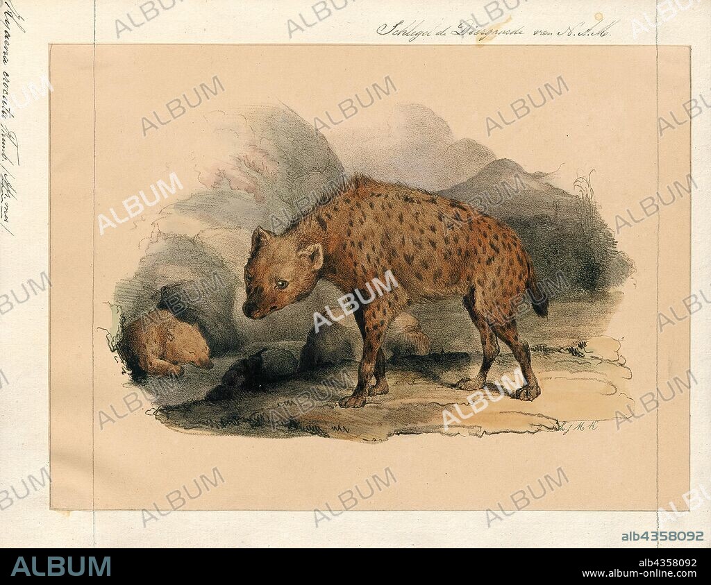 Hyaena crocuta, Print, Hyaena is a genus comprising two of the living species of hyenas: the striped hyena (Hyaena hyaena) from western Asia and northern Africa and the brown hyena (Hyaena brunnea) from southern Africa. The brown hyena has sometimes been placed in a separate genus Parahyaena, or even included in the otherwise fossil genus Pachycrocuta, but recent sources have tended to place it in Hyaena., 1842-1849.