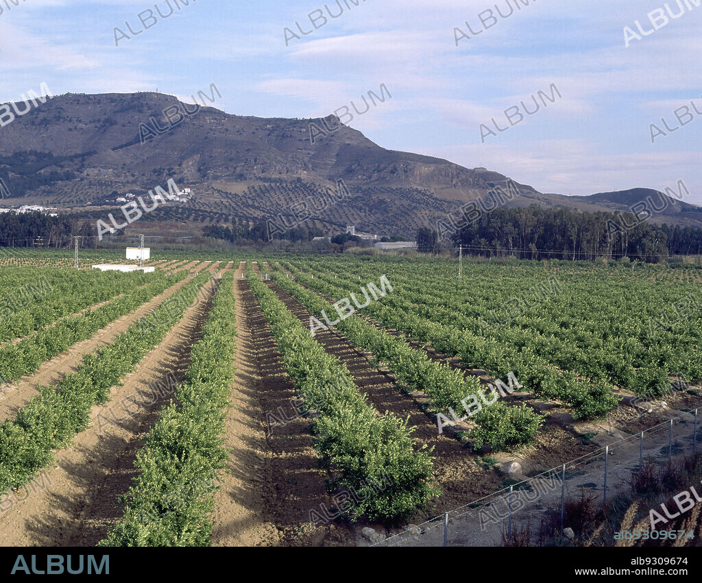 PLANTACION DE NARANJOS JOVENES CON RIEGO DE GOTEO.