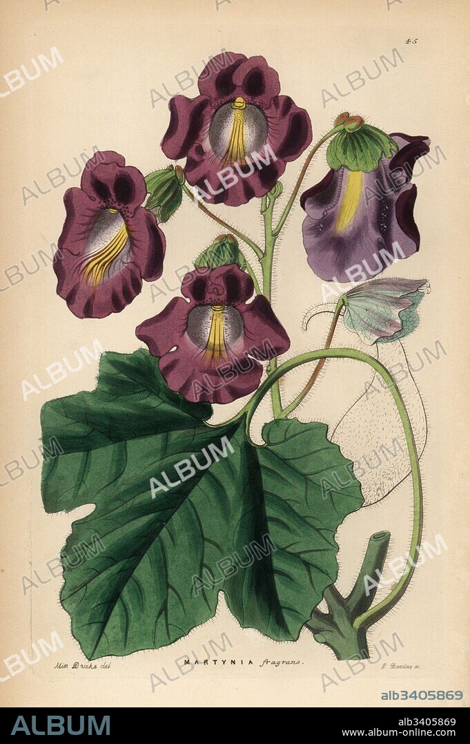 Devil's claw, Proboscidea fragrans (Fragrant martynia, Martynia fragrans). Handcoloured copperplate engraving by G. Barclay after Miss Sarah Drake from John Lindley and Robert Sweet's Ornamental Flower Garden and Shrubbery, G. Willis, London, 1854.