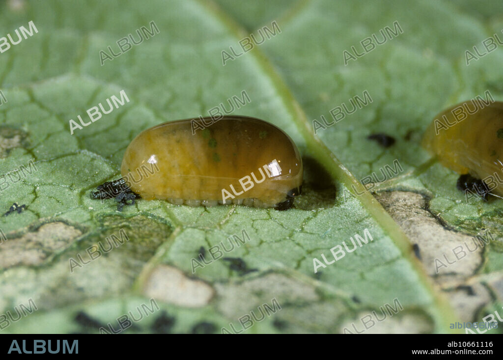 Figwort Weevil (Cionus scrophulariae) larva, a garden pest, on a figwort leaf.