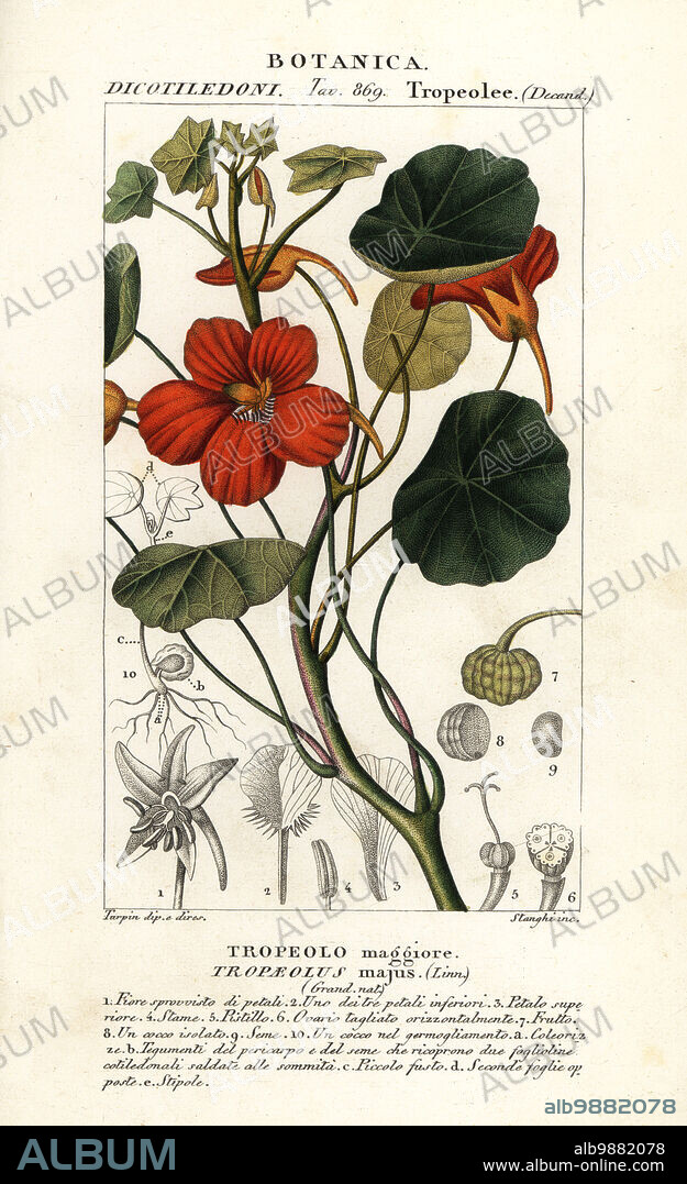 Garden nasturtium, Indian cress, or monks cress, Tropaeolum majus (Tropaeolus majus, Tropeolo maggiore). Handcoloured copperplate stipple engraving from Antoine Laurent de Jussieu's Dizionario delle Scienze Naturali, Dictionary of Natural Science, Florence, Italy, 1837. Illustration engraved by Stanghi, drawn and directed by Pierre Jean-Francois Turpin, and published by Batelli e Figli. Turpin (1775-1840) is considered one of the greatest French botanical illustrators of the 19th century.