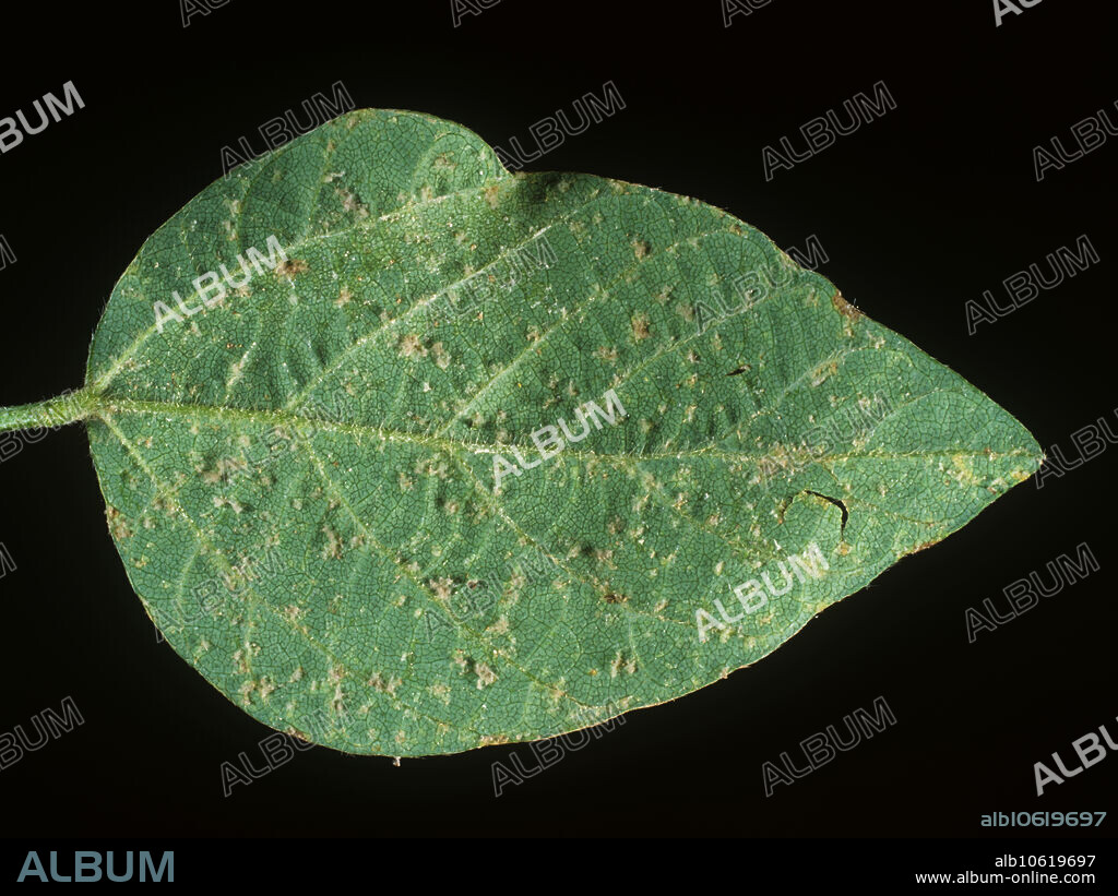 Downy mildew (Peronospora manshurica) infection on the underside of a soybean leaf.