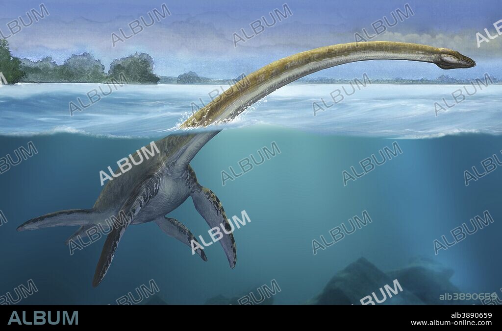 Elasmosaurus platyurus, a prehistoric dinosaur from the Cretaceous period.