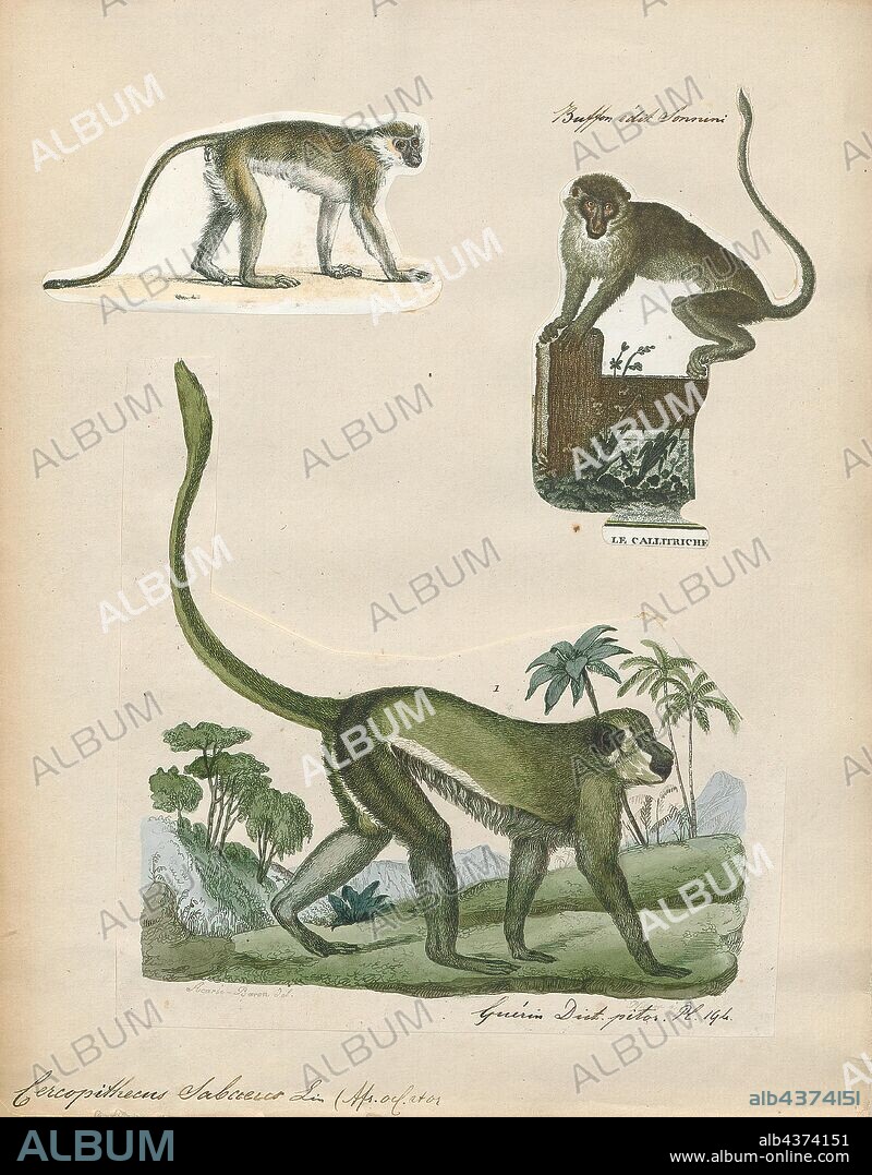 Cercopithecus sabaeus, Print, The green monkey (Chlorocebus sabaeus), also known as the sabaeus monkey or the callithrix monkey, is an Old World monkey with golden-green fur and pale hands and feet. The tip of the tail is golden yellow as are the backs of the thighs and cheek whiskers. It does not have a distinguishing band of fur on the brow, like other Chlorocebus species, and males have a pale blue scrotum. Some authorities consider this and all of the members of the genus Chlorocebus to be a single widespread species, Chlorocebus aethiops., 1700-1880.