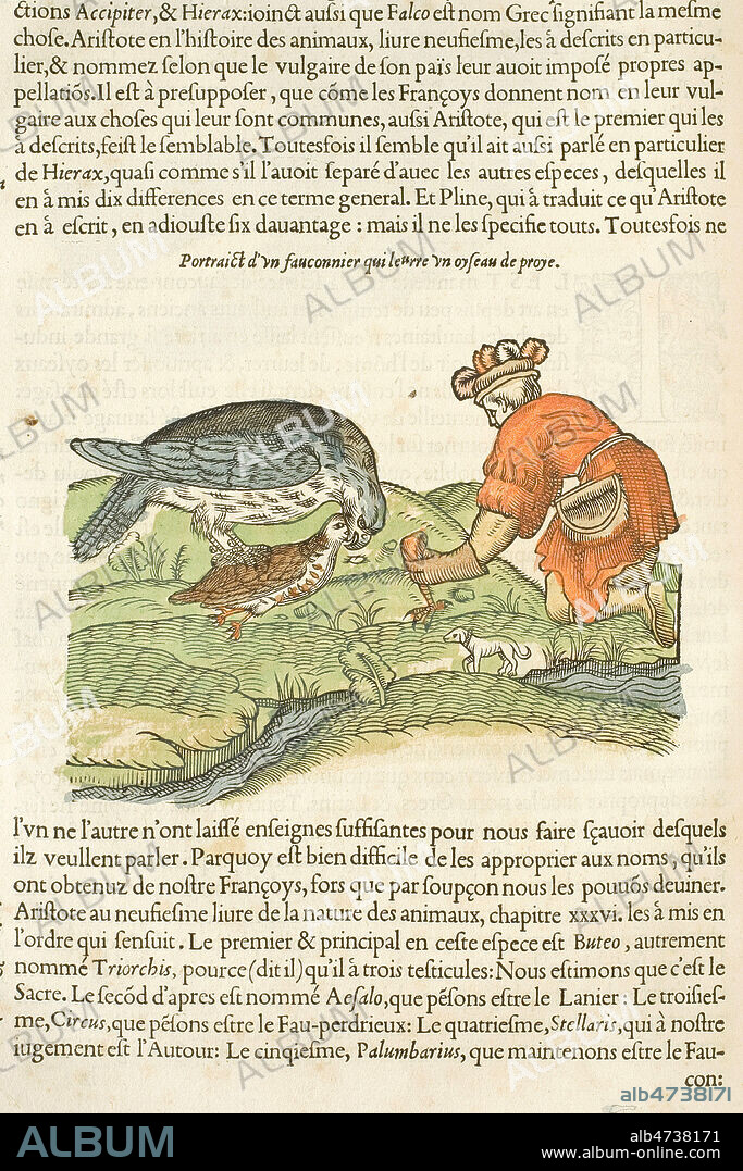 Portrait d'un fauconnier qui leurre un oyseau de proie. L'Histoire de la Nature des Oyseaux avec leurs descriptions et naifs portraicts retirez du naturel, par Pierre BELON , edition originale, 1555. Premier livre d'ornithologie scientifique francais, 16eme. Gravure - Credit MIGNY/KHARBINE TAPABOR.