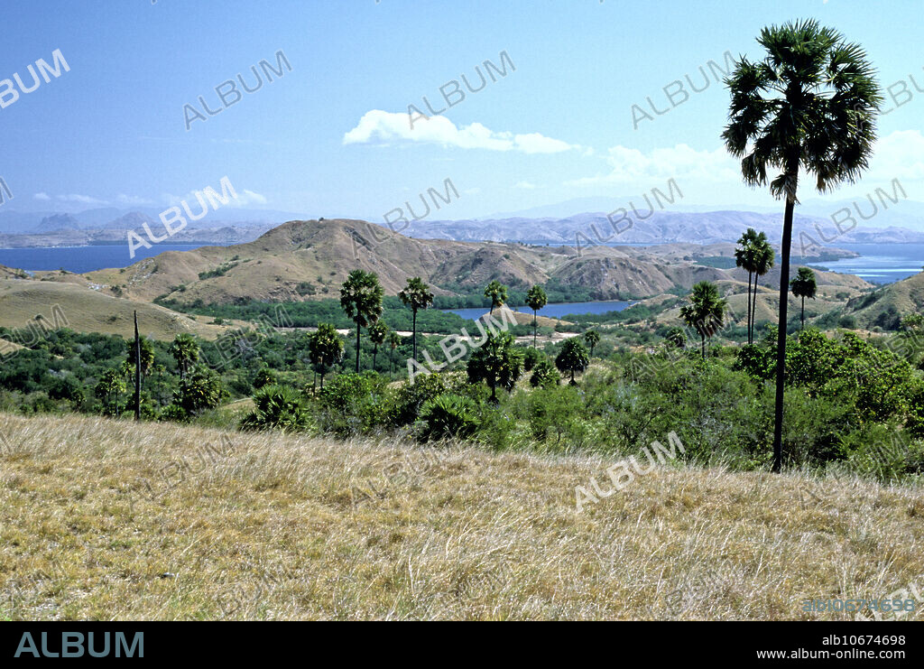 Lontar Palm (Borassus flabellifer) dominates savanna vegetation in Komodo National Park, Rinca Island, Flores, West Manggarai, East Nusa Tenggara, Indonesia. Komodo National Park is a World Heritage site.