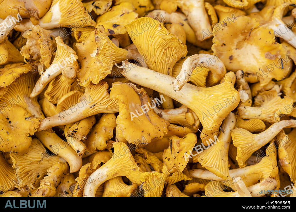 Picornell variety mushroom, Cantharellus cibarius , Mallorca, Balearic Islands, Spain.