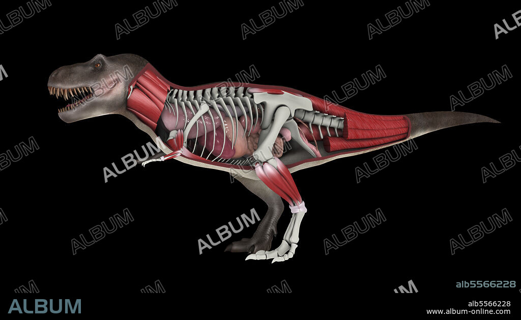 Cross section showing internal anatomy of Tyrannosaurus rex.