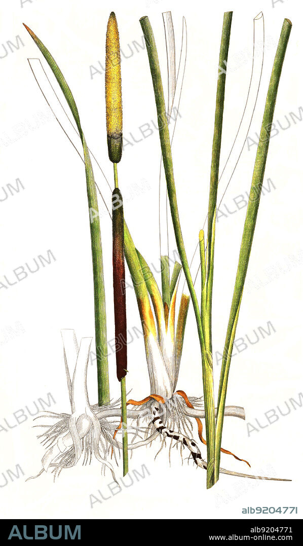 Schmalblättriger Rohrkolben, Typha angustifolia / Typha angustifolia L., also lesser bulrush, narrowleaf cattail or lesser reedmace, historical, digital improved reproduction of an original from the 19th century / digital restaurierte Reproduktion einer Originalvorlage aus dem 19. Jahrhundert, genaues Originaldatum nicht bekannt.