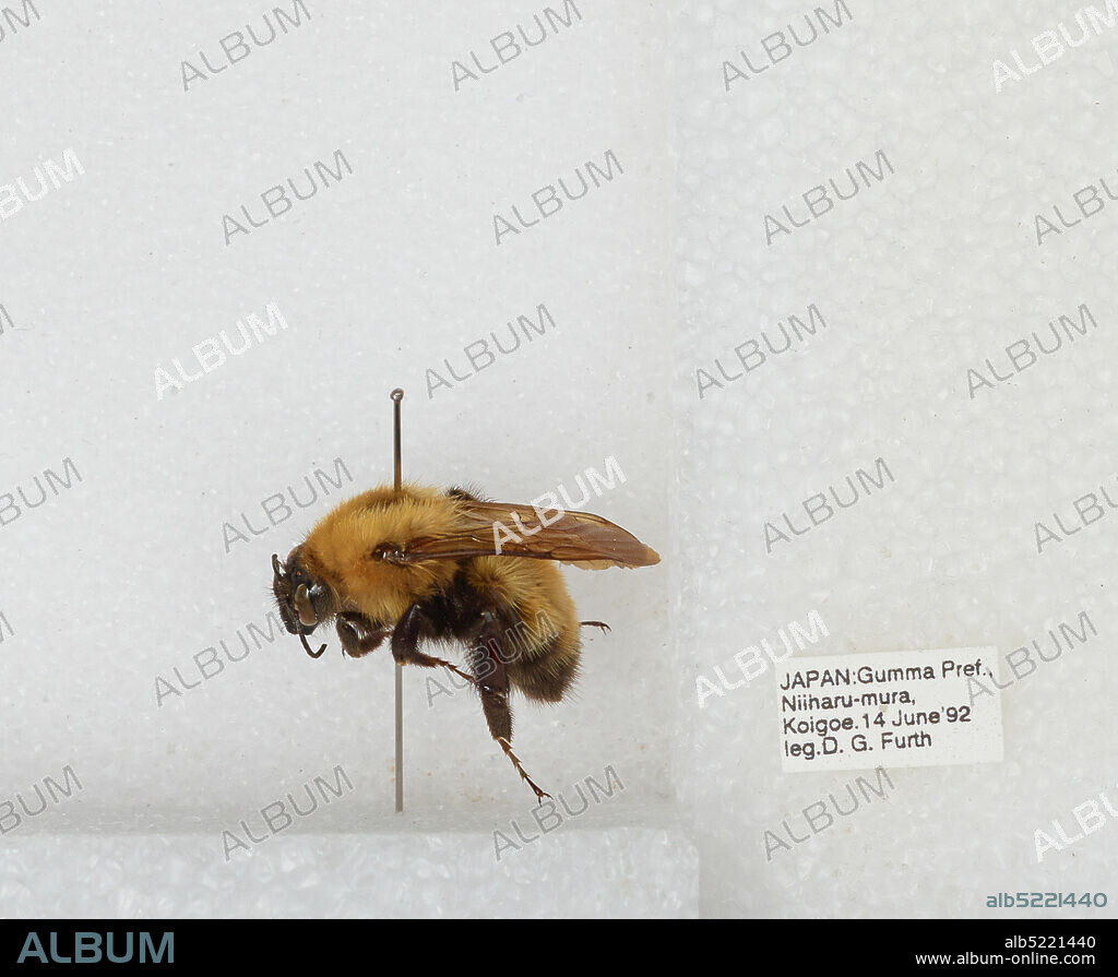 Minakami (Niiharu-mura), Koigoe, Tone, Gunma, Japan, Bombus sp., Animalia, Arthropoda, Insecta, Hymenoptera, Apidae, Apinae.