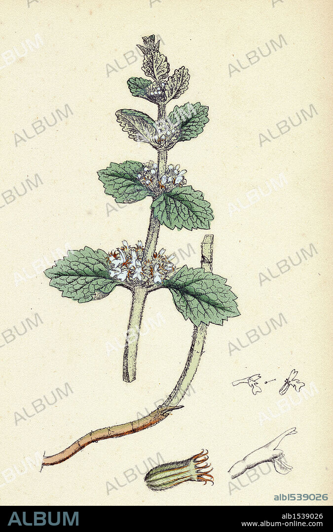 Marrubium vulgare; White Horehound.
