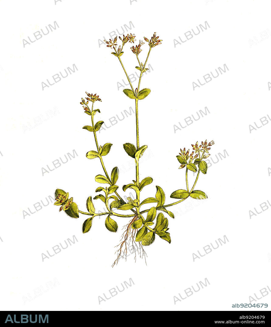 Gewöhnliches Hornkraut, Cerastium fontanum subsp. vulgare, Syn. Cerastium viscosum / Cerastium fontanum, also called mouse-ear chickweed, common mouse-ear, or starweed, historical, digital improved reproduction of an original from the 19th century / digital restaurierte Reproduktion einer Originalvorlage aus dem 19. Jahrhundert, genaues Originaldatum nicht bekannt.
