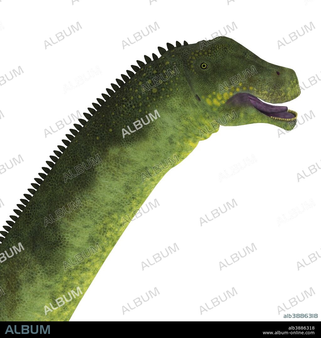 Puertasaurus dinosaur head. Puertasaurus was a herbivorous sauropod dinosaur that lived in Patagonia during the Cretaceous Period.