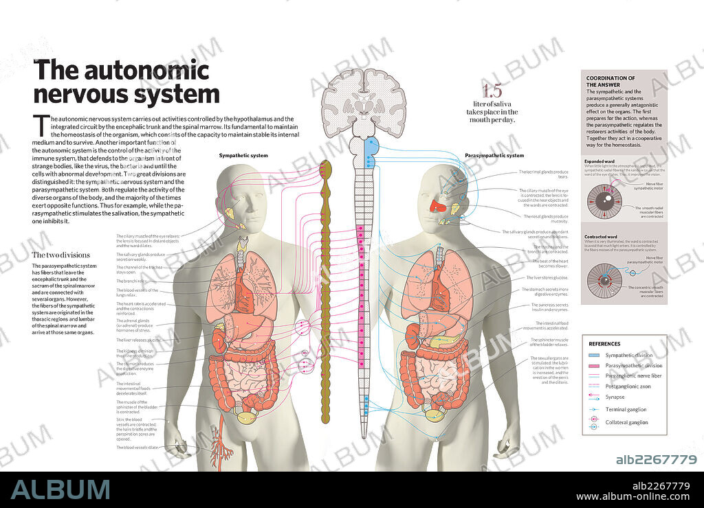 The autonomic nervous system - Album alb2267779