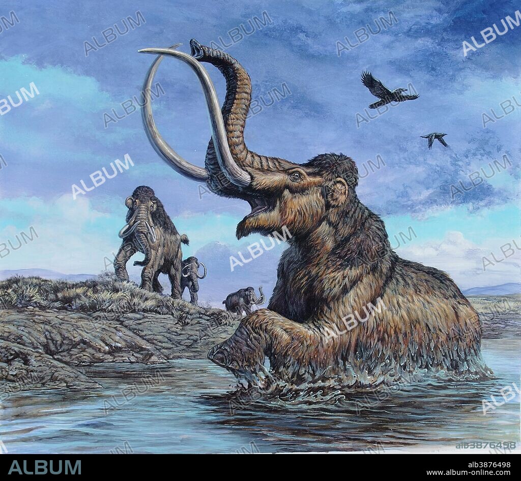 Columbian Mammoth (Mammuthus columbi) trapped by asphalt at La Brea Tar Pits, California. Pleistocene epoch (Ice Age) of North America.
