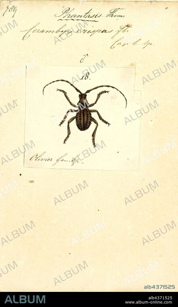 Phantasis, Print, Phantasis is a genus of longhorn beetles of the subfamily Lamiinae.