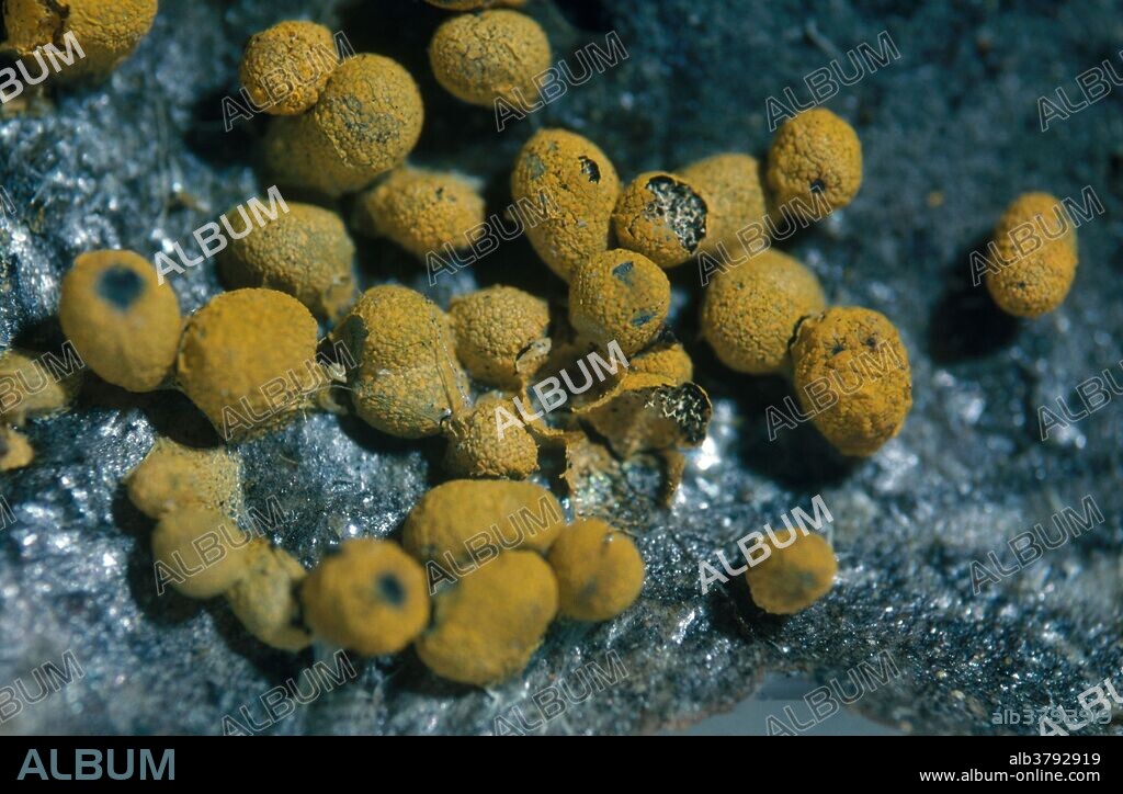 Badhamia nitens, a slime mold. Magnification x3.