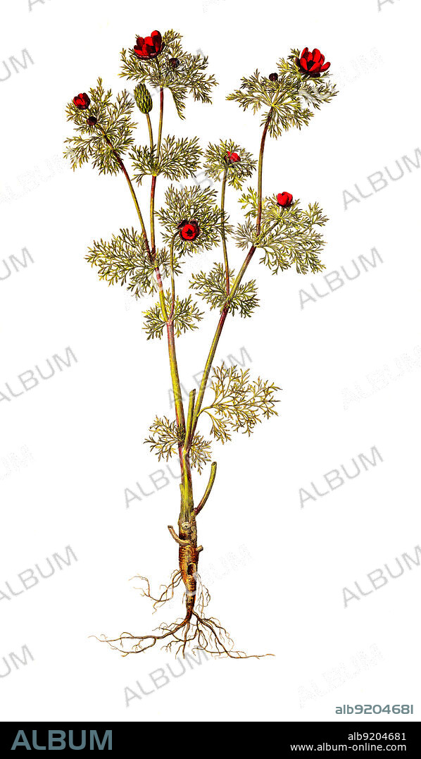 Herbst-Adonisröschen, Adonis annua / Adonis rose, historical, digital improved reproduction of an original from the 19th century / digital restaurierte Reproduktion einer Originalvorlage aus dem 19. Jahrhundert, genaues Originaldatum nicht bekannt.