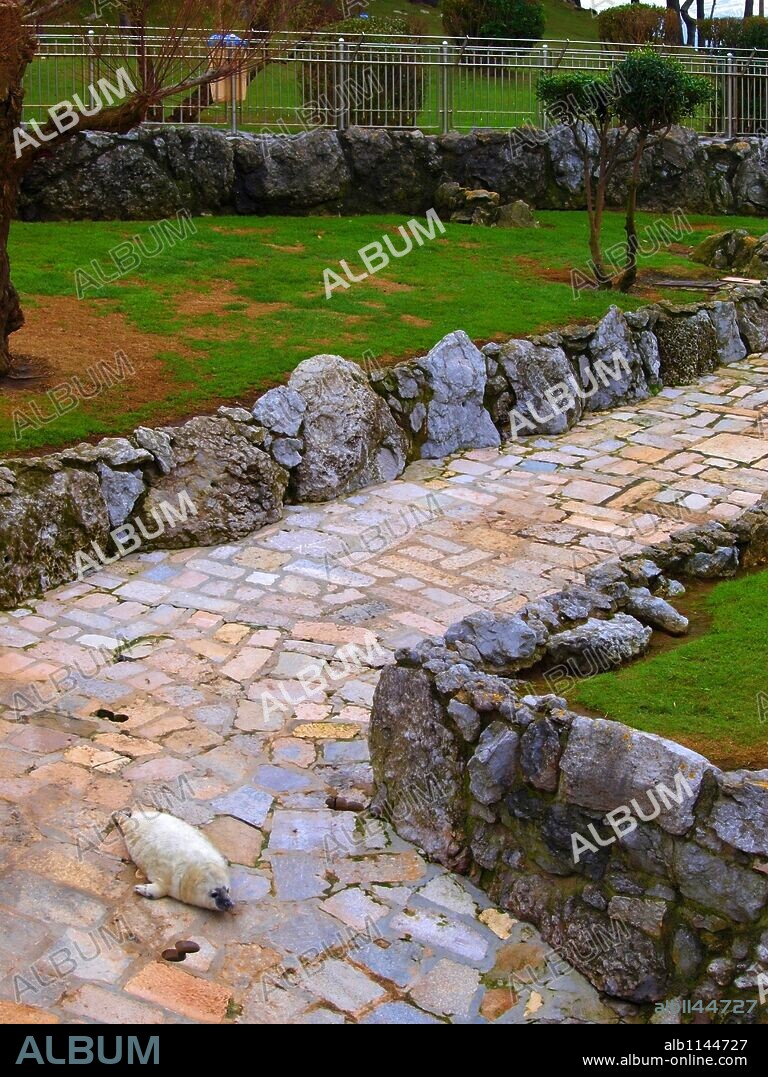 Leon marino, mini Zoo de la pen’nsula de la Magdalena, Santander.