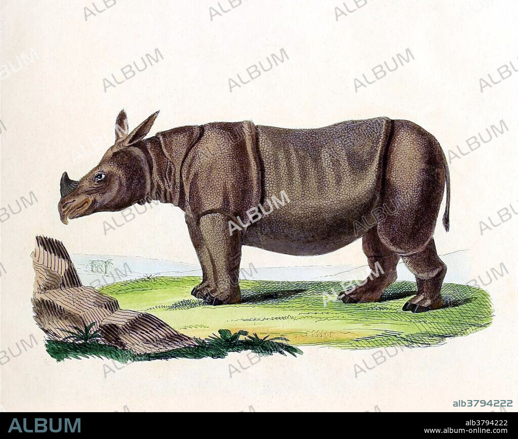 The Sunda rhinoceros, lesser one-horned rhinoceros, or more popularly Javan rhinoceros, Rhinoceros sondaicus, is a very rare member of the family Rhinocerotidae and one of five extant rhinoceroses. Once the most widespread of Asian rhinoceroses, this rhinoceros ranged from the islands of Java and Sumatra, throughout Southeast Asia, and into India and China. The species is critically endangered, with only one known population in the wild, and no individuals in captivity. The decline of this species is attributed to poaching, primarily for their horns, which are highly valued in traditional Chinese medicine. It can live around 30-45 years in the wild. It historically inhabited lowland rain forest, wet grasslands, and large floodplains. It is mostly solitary, except for courtship and offspring-rearing, though groups may occasionally congregate near wallows and salt licks. Aside from humans, adults have no predators in their range. The Javan Rhino.