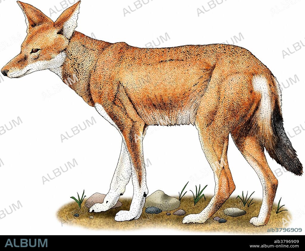 Ethiopian wolf